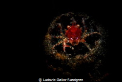 Neomundi olivarae squat lobster guarding its lair. 
Snoo... by Ludovic Galko-Rundgren 
